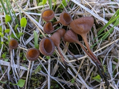 Sclerotiniaceae