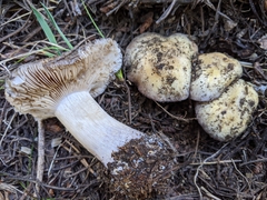 Cortinarius subolivascens