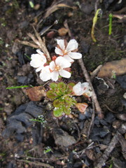 Drosera tubaestylis