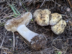 Cortinarius subolivascens