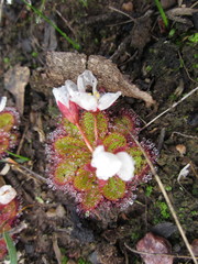 Drosera tubaestylis