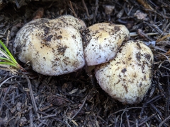 Cortinarius subolivascens