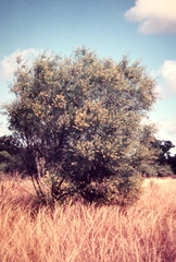 Acacia hemsleyi