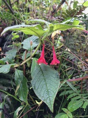 Fuchsia