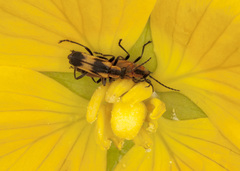 Microdaiphron implicitus