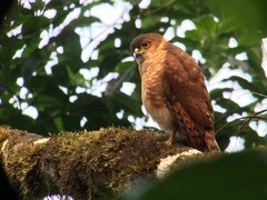 Microspizias collaris