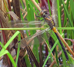 Leucorrhinia glacialis
