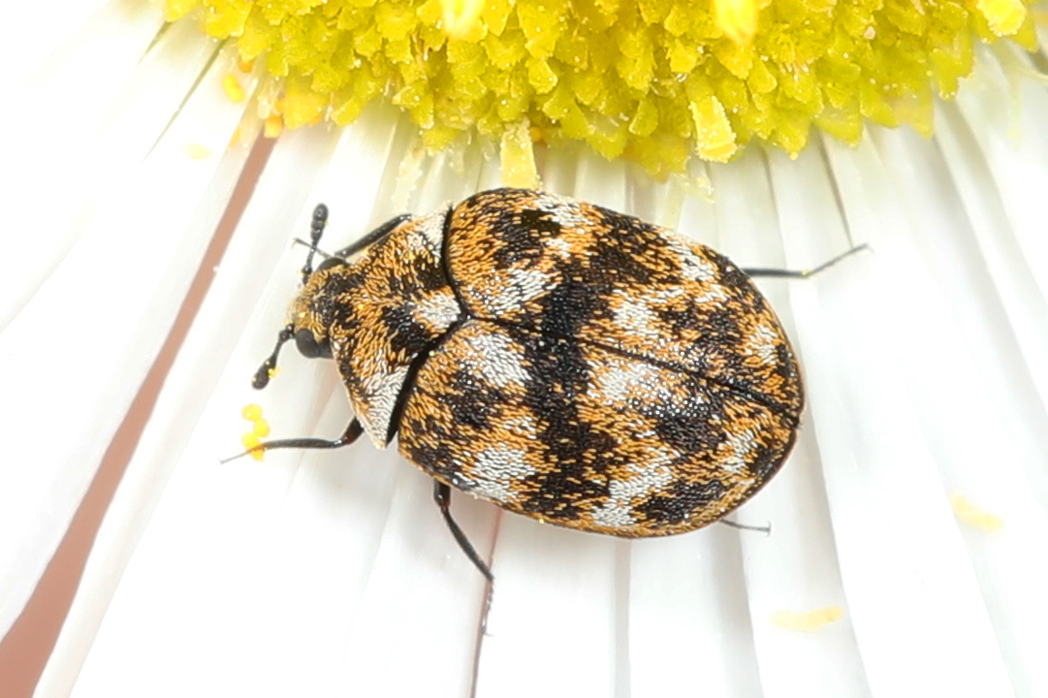 Varied Carpet Beetle Anthrenus verbasci - 1env Solutions