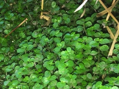 Soleirolia soleirolii