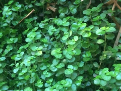 Soleirolia soleirolii