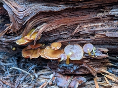Chromosera