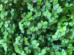 Soleirolia soleirolii