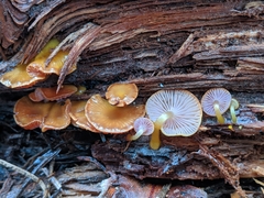 Chromosera