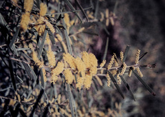 Acacia leptostachya