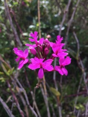 Epidendrum jamiesonis