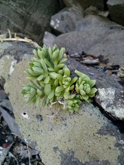 Sedastrum