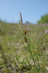 Carex flacca serrulata