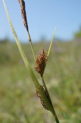 Carex flacca serrulata