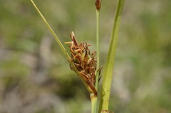Carex flacca serrulata