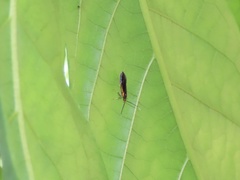 Mathildana newmanella