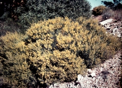 Acacia leptostachya