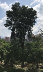 Plectrocarpa carrapo