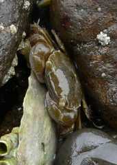 Hemigrapsus crenulatus