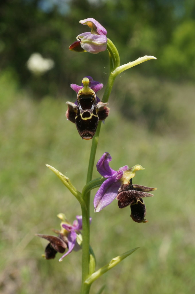 Fuciflorae