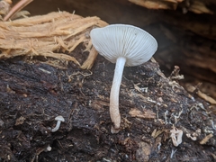 Collybia bakerensis