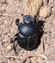 Boreocanthon simplex