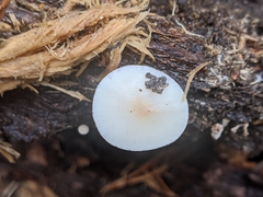 Collybia bakerensis