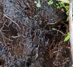 Diapontia anfibia