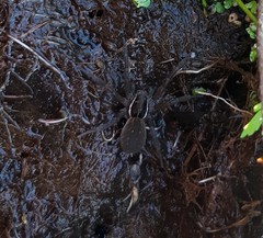 Diapontia anfibia