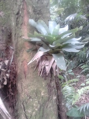 Vriesea