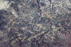 Acacia julifera