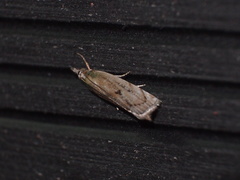 Pseudocatharylla duplicella