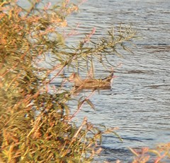 Porphyriops melanops crassirostris