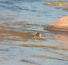 Porphyriops melanops crassirostris