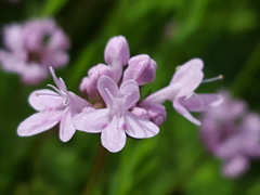 Plectritis congesta