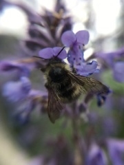 Bombus sitkensis