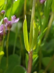 Plectritis congesta