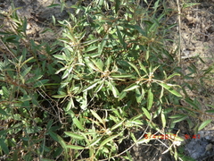 Croton argyranthemus