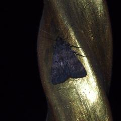 Hydrillodes lentalis