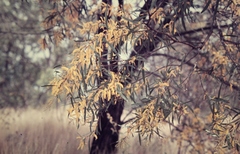 Acacia leptostachya