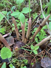 Alloclavaria purpurea