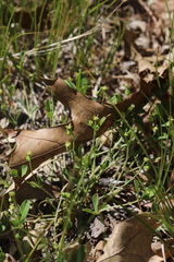 Euphorbia ipecacuanhae