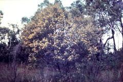Acacia julifera