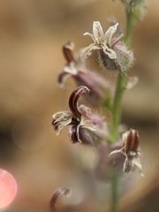 Streptanthus brachiatus