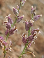 Streptanthus brachiatus