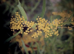 Acacia macradenia